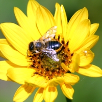 Megachile Leaf Cutter Bee