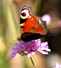 Peacock Butterfly feeds from scabious