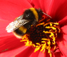 Bumblebee forages for pollen from Dahlia bishop of Llandaff
