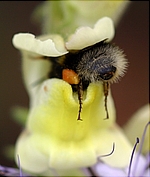 Long-tongued bumblebee visits Antirrhinum braun-blanquetii
