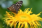 Inula florets are visited by butterflies such as this Speckled Wood.