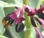 Bumblebee visits lipped flower of Broad Bean, Vicia faba 