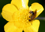 Mining Bee (Andrena) collecting pollen from a Buttercup