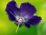Geranium phaeum needs buzz-pollination