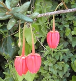Crinodendron has a pendant scarlet flower typical of those visited by Hummingbirds