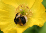bumblebee worker collects pollen from a Welsh Poppy, Meconopsis cambrica