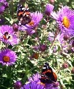 Red Admiral butterflies drink nectar from Aster novae angliae