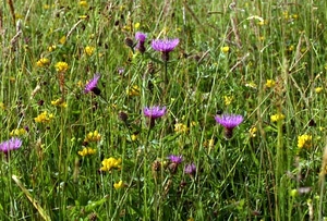 A wild flower meadow - grassland containing perennial wildflowers