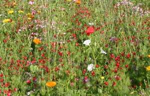 Annual cornfield flower mix of hardy annuals 