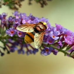 Hoverfly Volucella zonaria