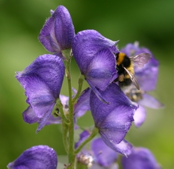 Aconitum or Monkshood. The shape of this flower fits long-tongued bumblebees 