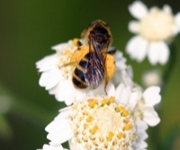 Mining Bee Colletes forages form Achillea ptarmica