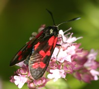 Six Spot Burnet moth feeds from Wild Marjoram