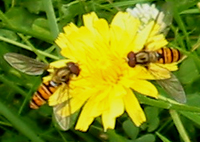 Marmalade hoverflies Episyrphus balteatus
