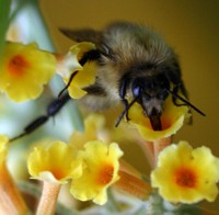 Common carder Bumblebee drinks nectar with its proboscis