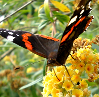 Red Amiral Butterfly feeds from buddleja weyeriana