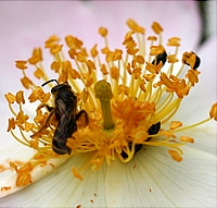 Pollen Beetles and Solitary Bee collect pollen from Rosa  Frances E Lester