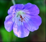 Geranium is a bowl-shaped flower that produces nectar for bumblebees