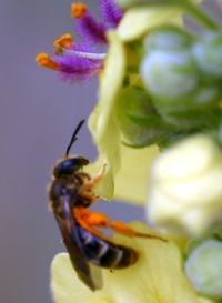 Lasioglossum Bee collects pollen from verbascum