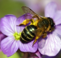 Mining Bee forages from aubrieta