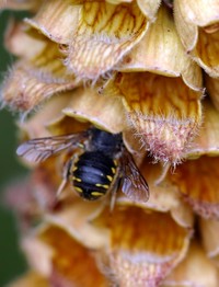 Anthidium manicatum Wool Carder Bee