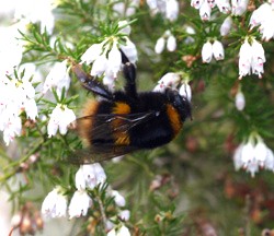 Buff tailed bumblebee queen, Bombus terrestris audax