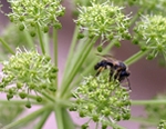 Solitary bees are attracted to Angelica