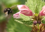 Anthophora plumipes female bee lands on flower of Lamium orvala 