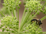 Solitary bees visit Angelica