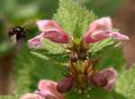 Anthophora plumipes bee visits Lamium orvala