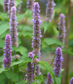 Anise Hyssop, Agastache foeniculum attracts pollinating insects