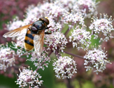 Hoverfly visits Angelica sylvestris