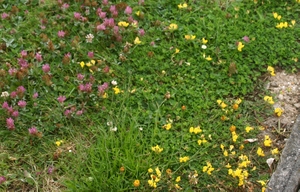 Red clover and Birds Foot Trefoil in a lawn