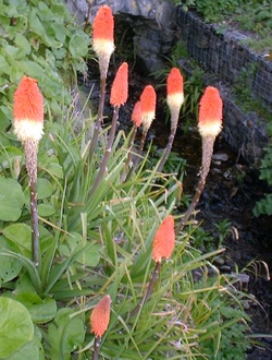 Kniphophia is a bird-pollinated flower in south africa