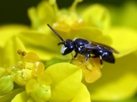 Mask Bee Hylaeus forages from Euphorbia hyberna