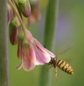 Social Wasp drinks nectar from Nectaroscordon